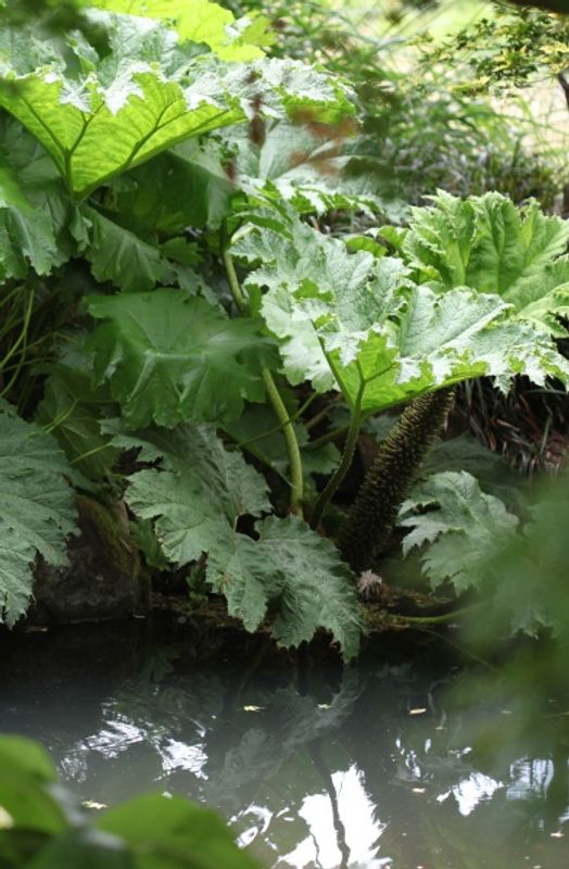 Gunnera manicata