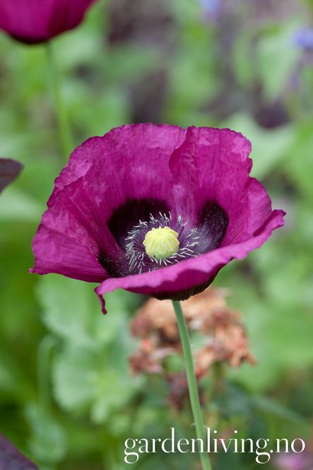 Hovedbilde Pionvalmue 'Lauren's Grape - Papaver somniferum