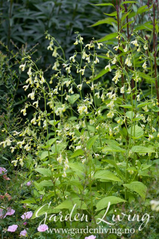 Gul kattemynte - Nepeta govaniana