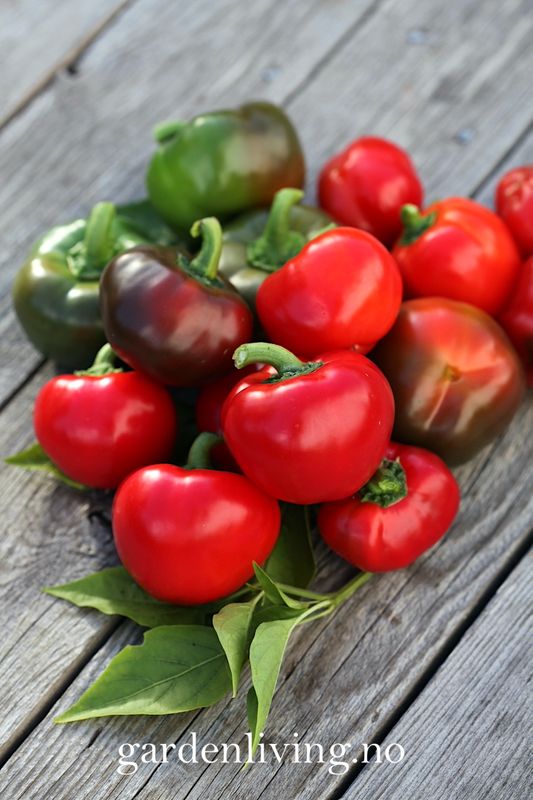 Paprika 'Topepo Rosso' - Capsicum annuum