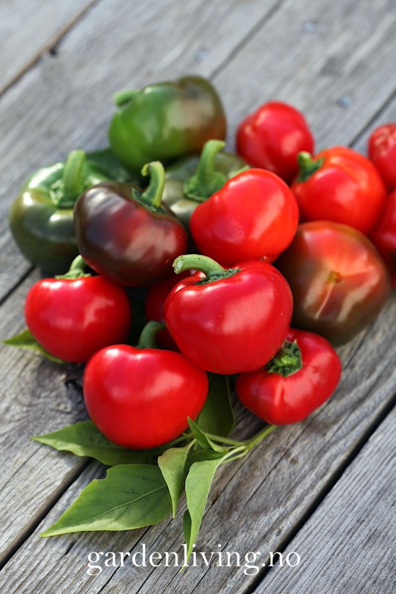 Paprika 'Topepo Rosso' - Capsicum annuum
