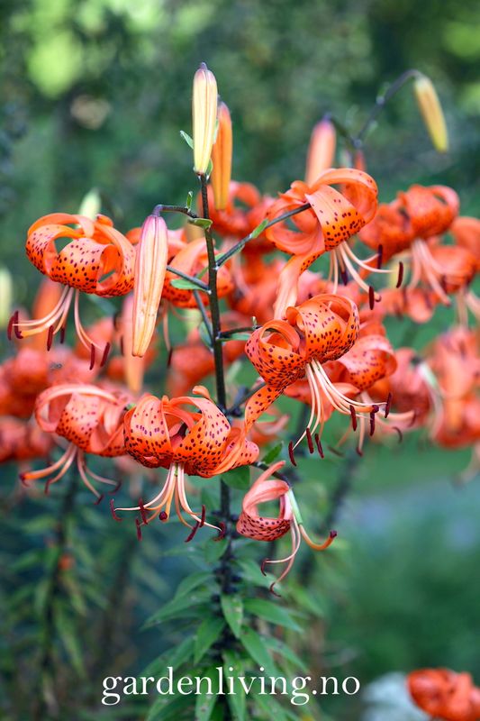 Tigerlilje - Lilium lancifolium - 2 stk