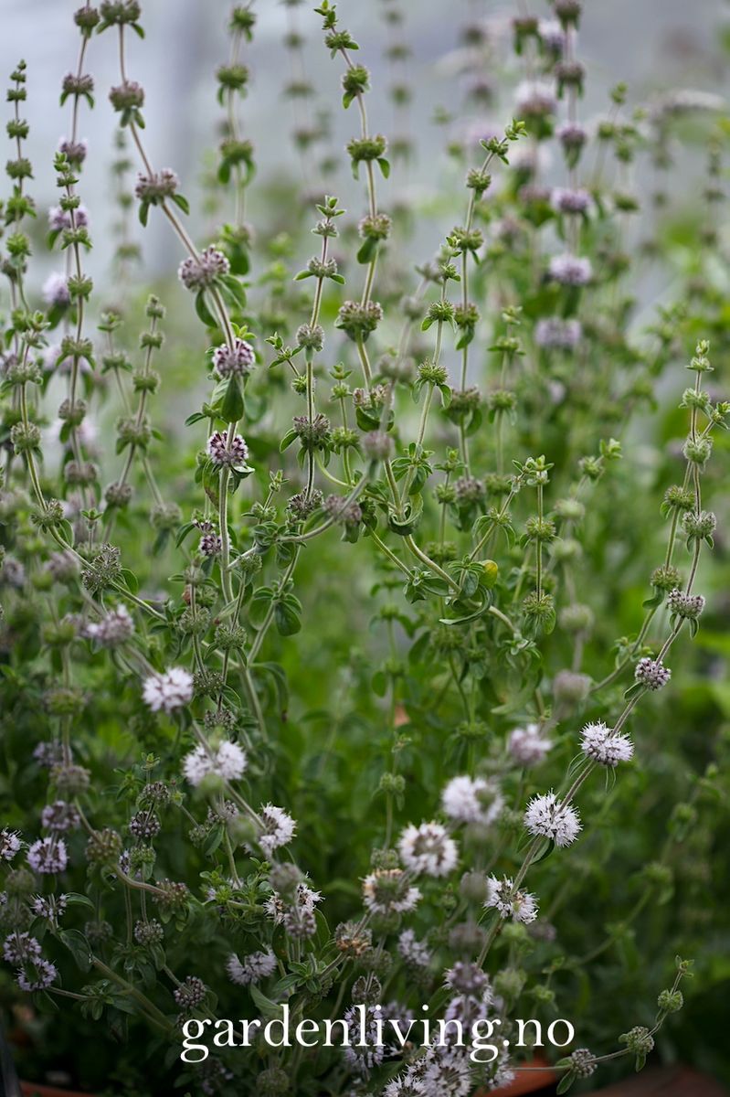 Poleimynte -  Mentha pulegium
