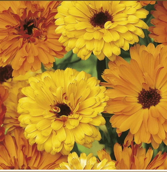 Hovedbilde Ringblomst 'Touch of Red Mixed' - Calendula officinalis, ...