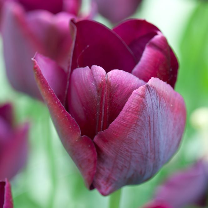 Hovedbilde Tulipan 'Ronaldo' - triumphtulipan - 7 stk
