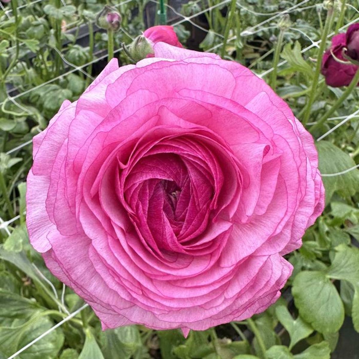 Ranunkel 'Elegance® Mika' - Ranunculus, 7 stk.
