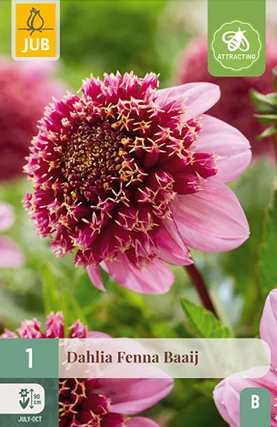 Hovedbilde Georgine 'Fenna Baaij' - Dahlia x cultorum, 1 stk.