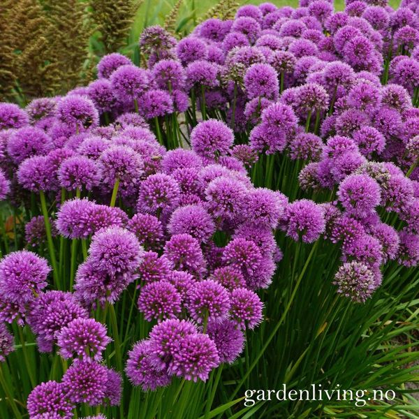 Hovedbilde Kantløk 'Millenium' - Allium