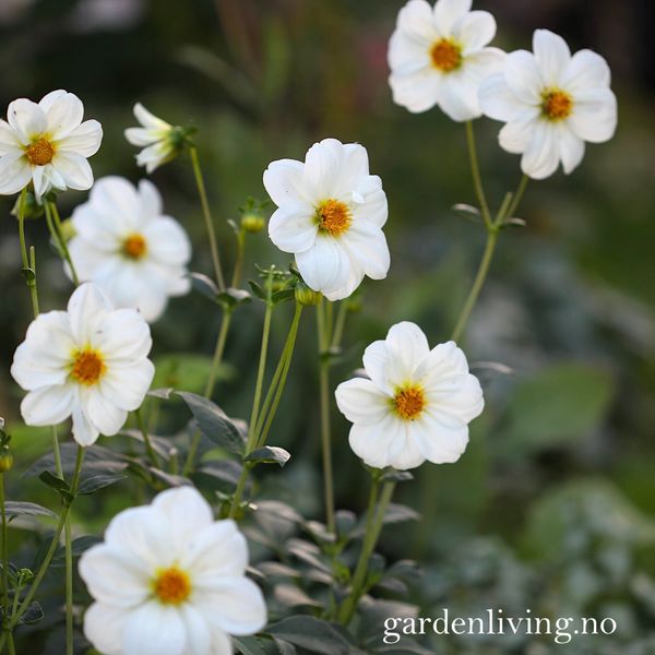 Hovedbilde Georgine 'Sneezy', lav - Dahlia x cultorum, 1 stk.