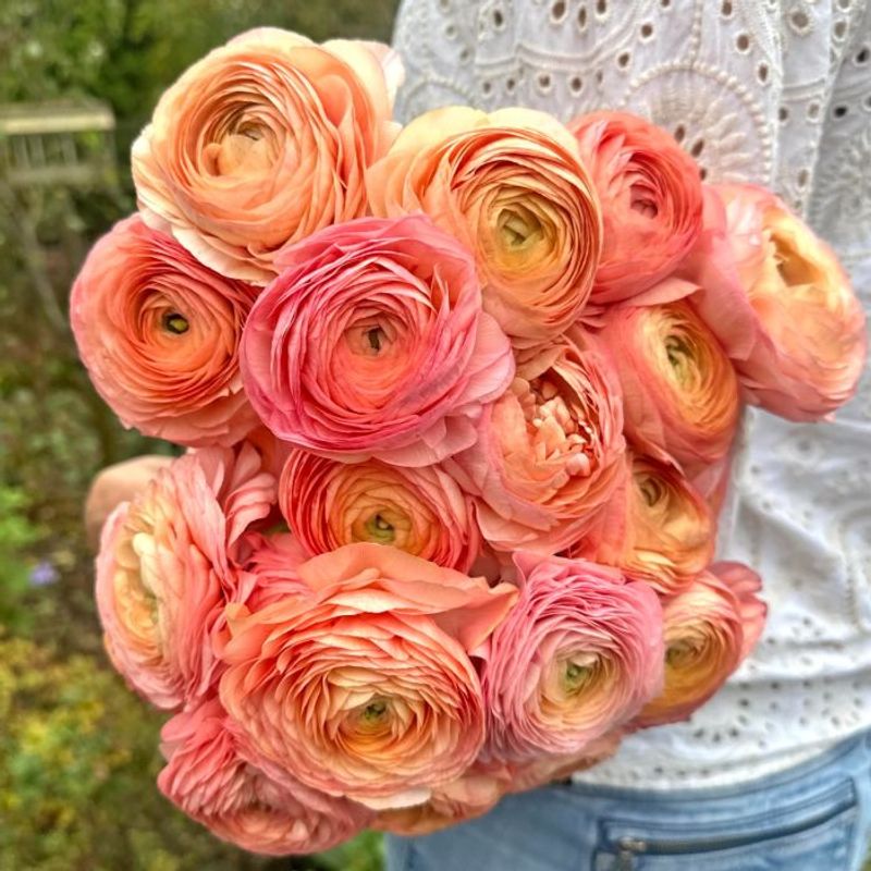 Ranunkel 'Elegance®  Salmone' - Ranunculus, 7 stk.