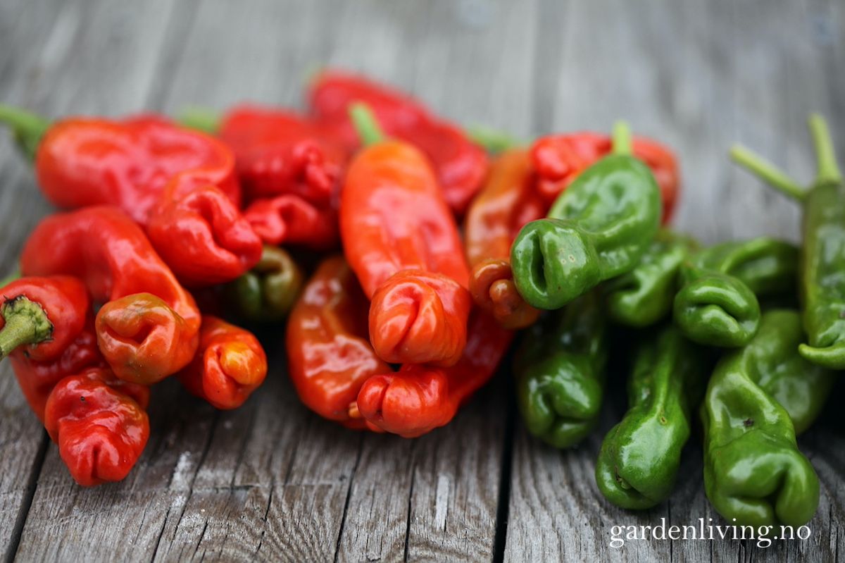 Chilipepper 'Peter Pepper Red'/'Penis Chili'- Capsicum annuum