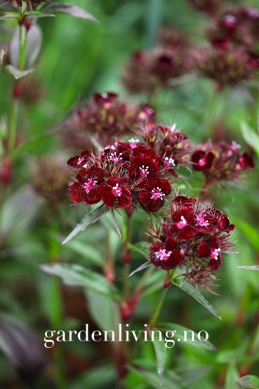 Busknellik 'Nigrescens' - Dianthus barbatus