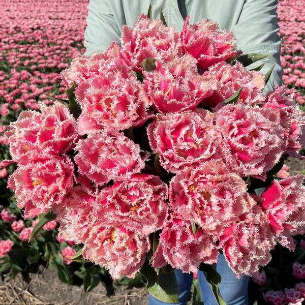 Hovedbilde Tulipan 'Queensland’, sen dobbel - 10 stk