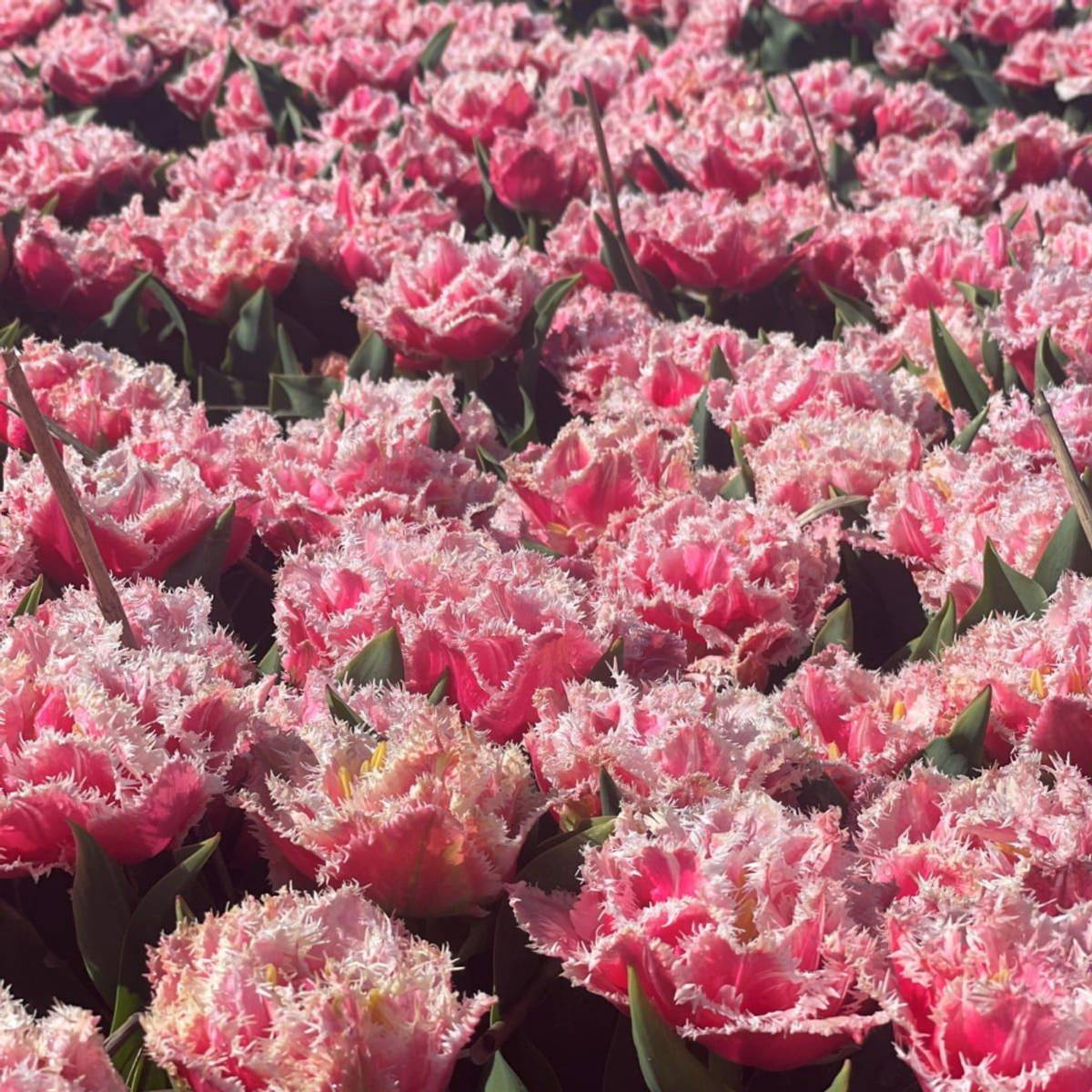 Tulipan 'Queensland’, sen dobbel - 5 stk