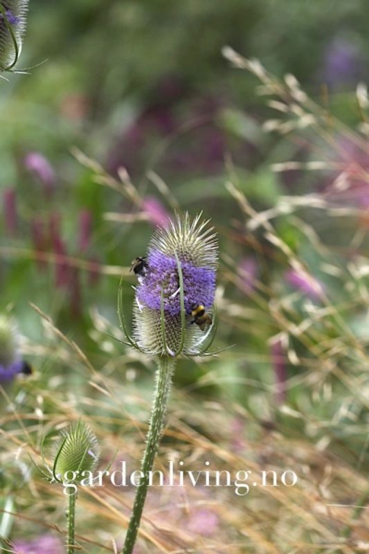 Kardeborre - Dipsacus fullonum