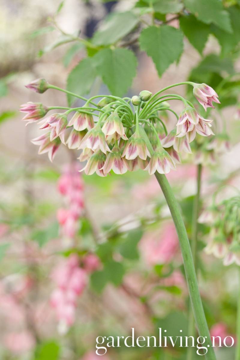 Honningløk - Allium siculum subsp. dioscoridis - 8 stk