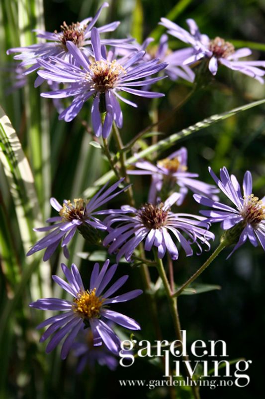 Aster x frikartii ’Mönch’