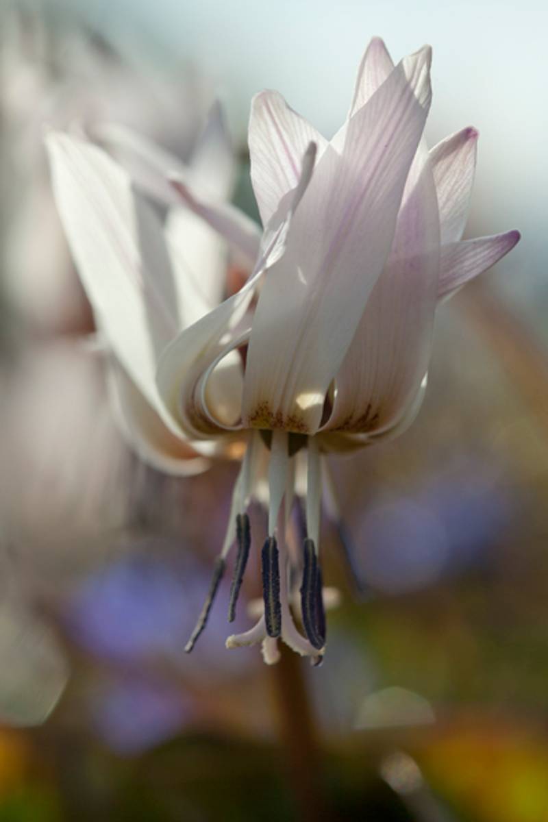 Hundetann 'Snowflake' - Erythronium dens-cans  - 1 stk 