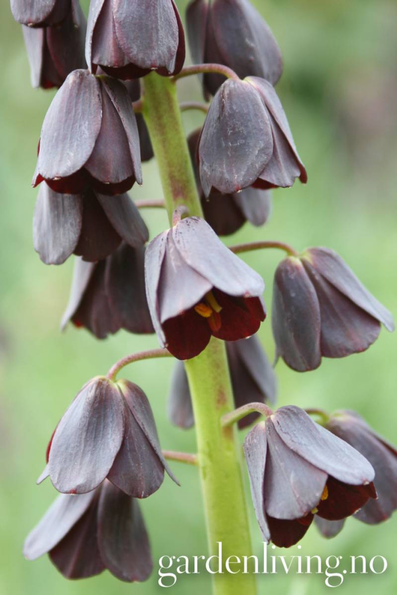 Persiakrone - Fritillaria persica - 1 stk