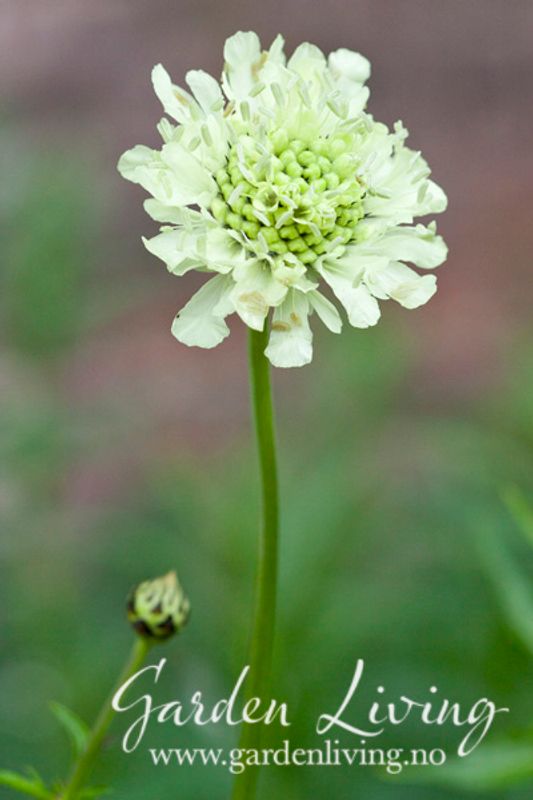 Gullknapp - Cephalaria gigantea