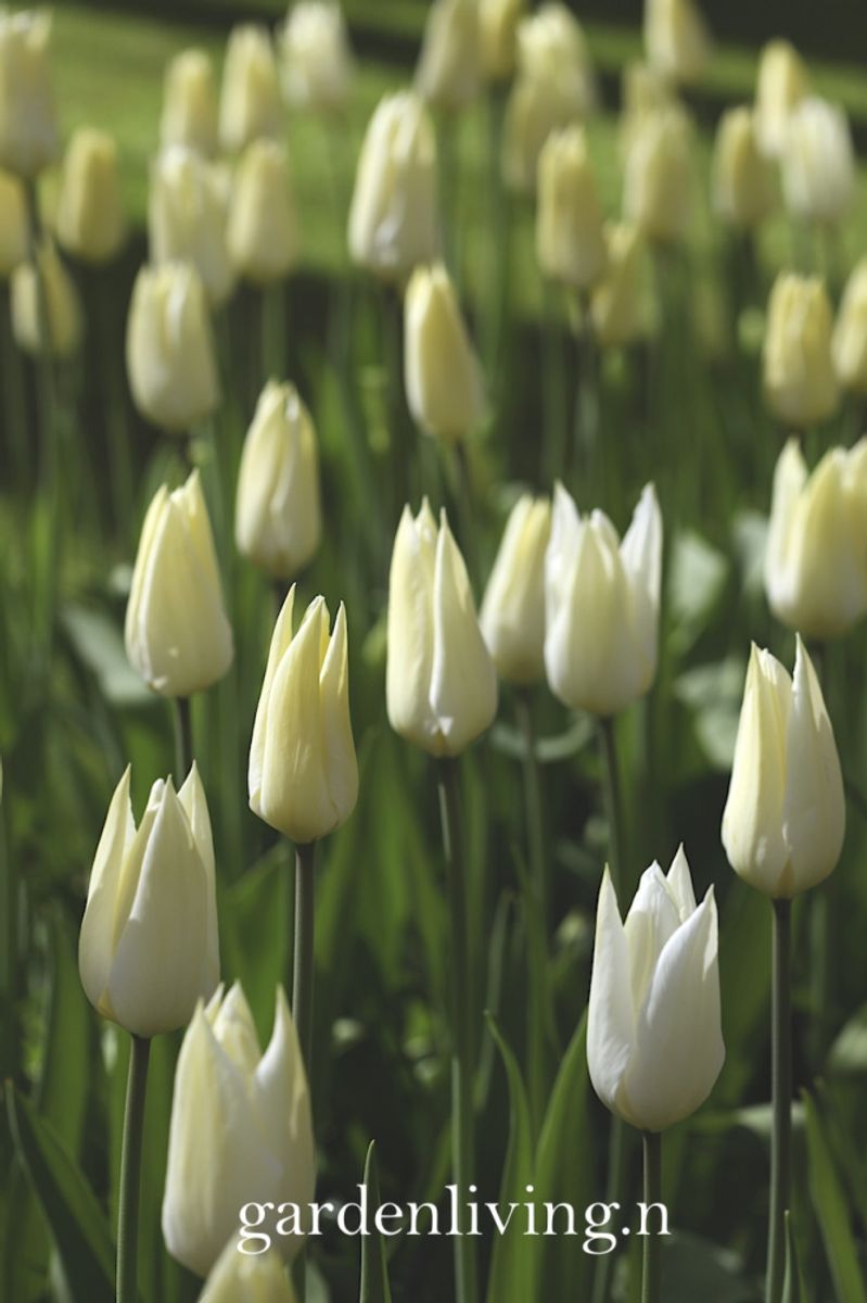 Tulipan 'White Triumphator', Liljeblomstrende - 7 stk