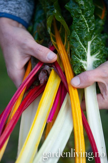 Hovedbilde Mangold 'Bright Lights - Beta vulgaris