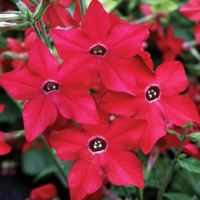 Hovedbilde Prydtobakk 'Perfume Red' - Nicotiana x hybrida