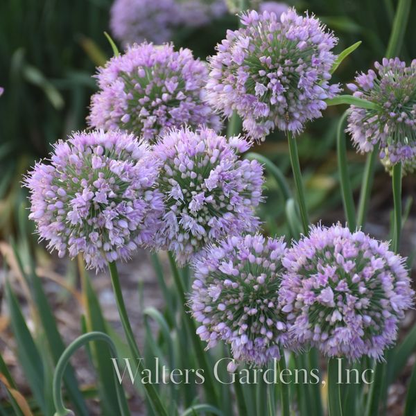 Hovedbilde Kantløk 'Bubble Bath' - Allium