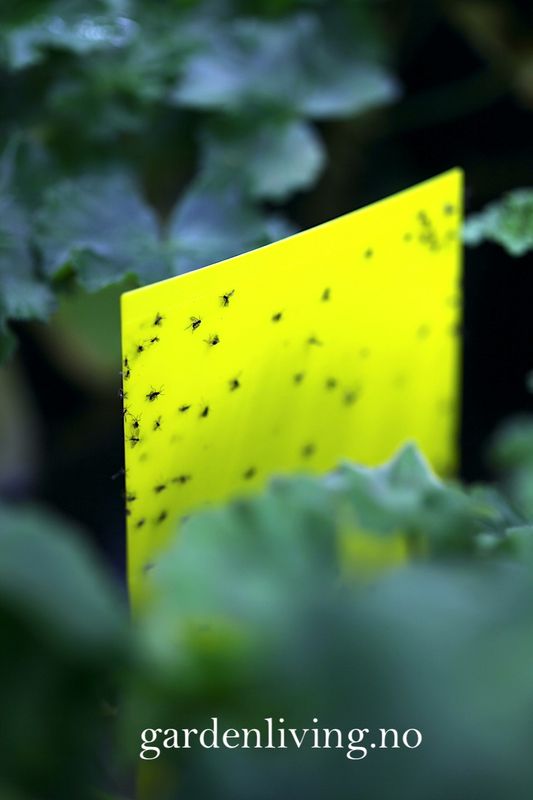 Limfelle mot flygende insekter stor - 5 stk