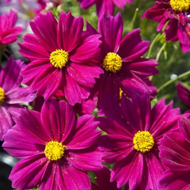 Hovedbilde Pyntekorg 'Apollo Carmine' - Cosmos bipinnatus