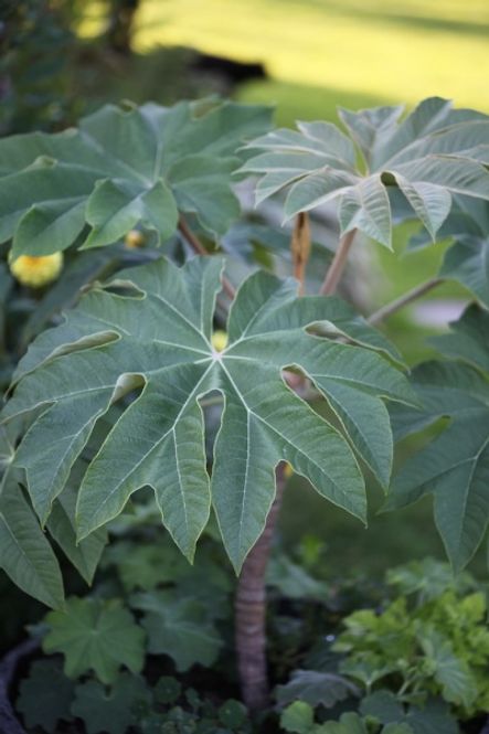 Hovedbilde Tetrapanax papyrifer 'Rex' 
