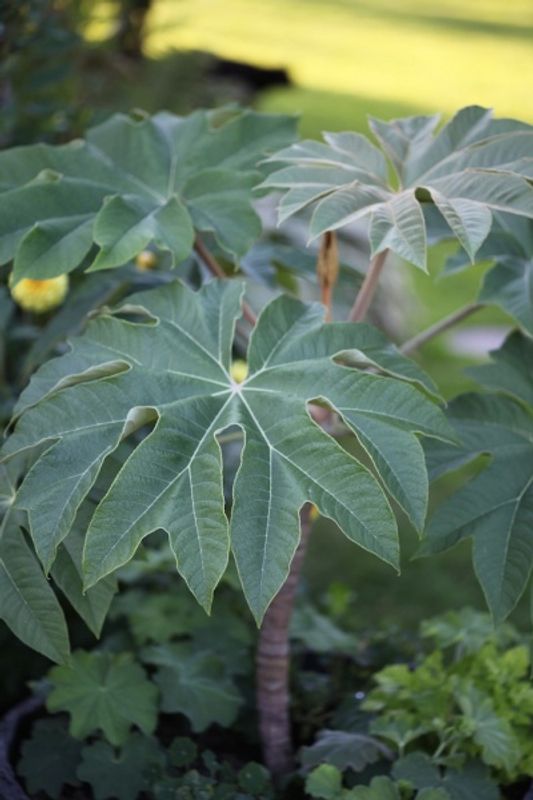 Tetrapanax papyrifer 'Rex' 