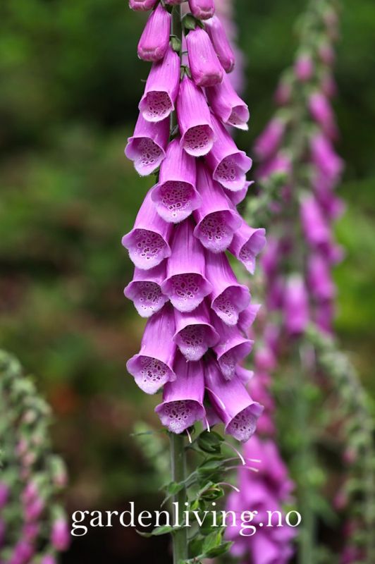 Revebjelle - Digitalis purpurea