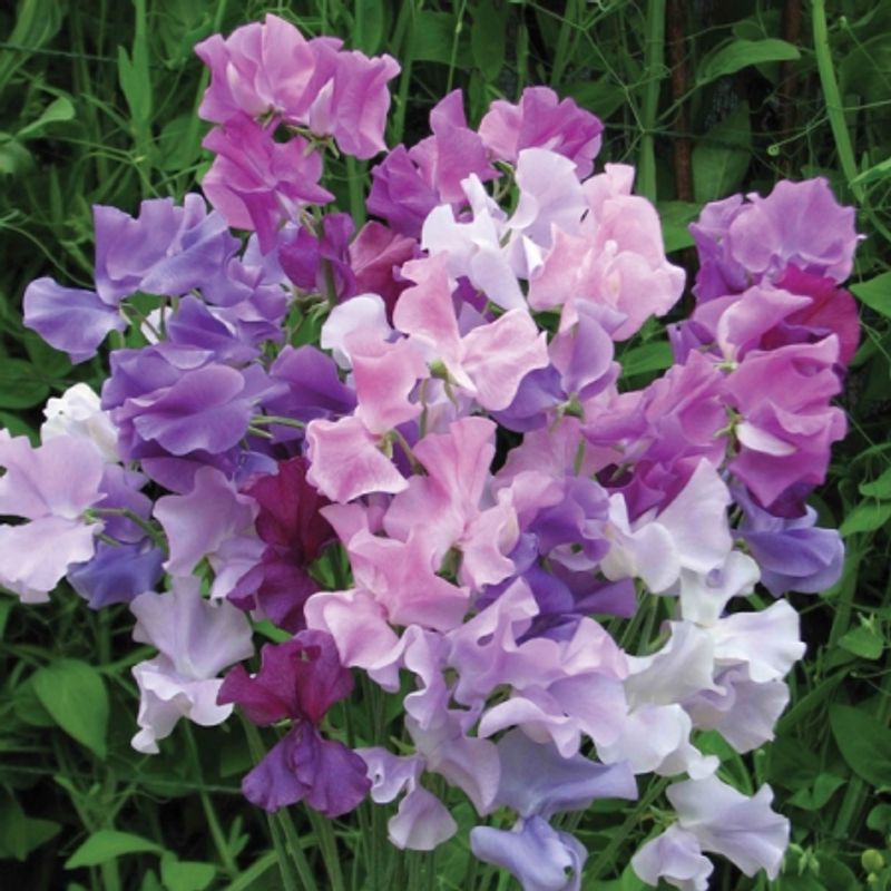 Blomsterert 'Twilight' - Lathyrus odoratus