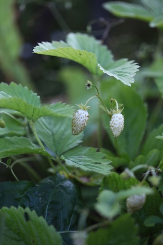 Månedsjordbær 'Alpine Yellow'  - Fragaria vesca var. semperflore