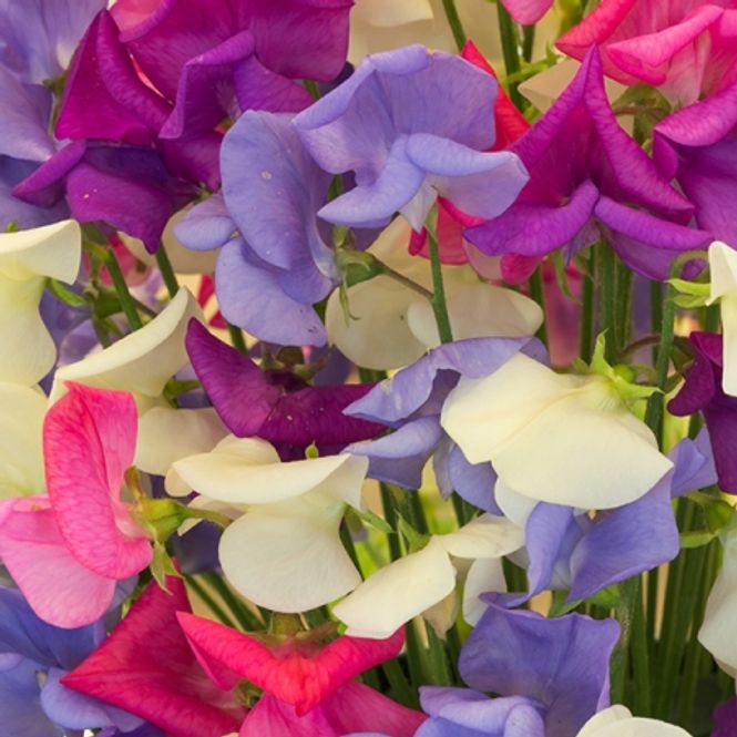 Hovedbilde Blomsterert 'Scented Sparkles' - Lathyrus odoratus