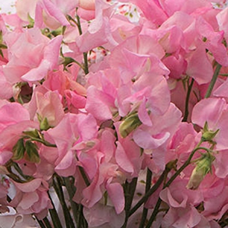 Blomsterert 'Elegance Soft Pink' - Lathyrus odoratus