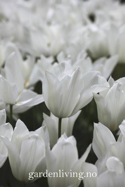 Hovedbilde Tulipan 'White Triumphator', Liljeblomstrende - 7 stk