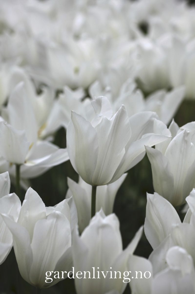 Tulipan 'White Triumphator', Liljeblomstrende - 7 stk