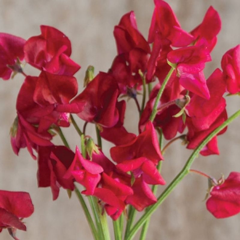 Blomsterert 'Elegance Deep Red' - Lathyrus odoratus