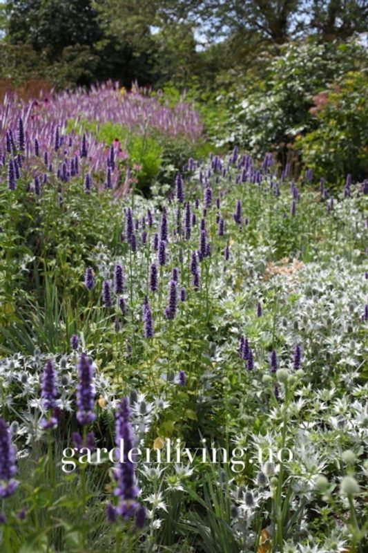 Anisisop 'Blue and White Mixed' - Agastache foeniculum