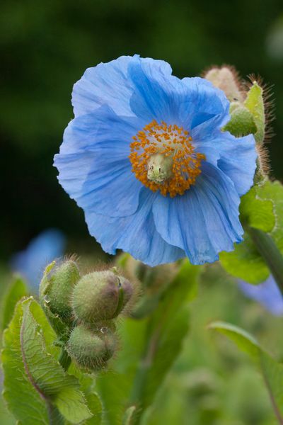 Hovedbilde Blå valmuesøster - Meconopsis baileyi syn. Meconopsis ...
