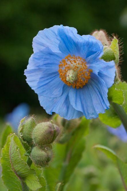 Hovedbilde Blå valmuesøster - Meconopsis baileyi syn. Meconopsis ...