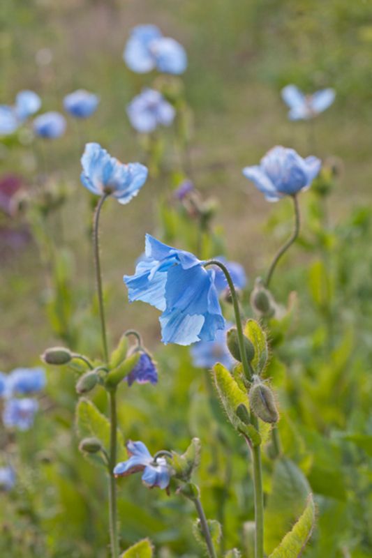 Blå valmuesøster - Meconopsis baileyi syn. Meconopsis betonicif
