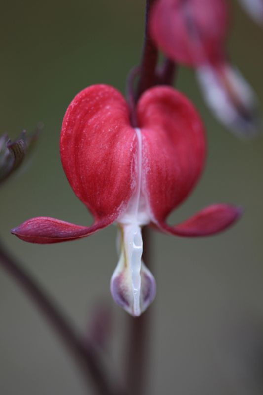 Løytnantshjerte 'Valentine' 13 cm - Lamprocapnos spectabilis