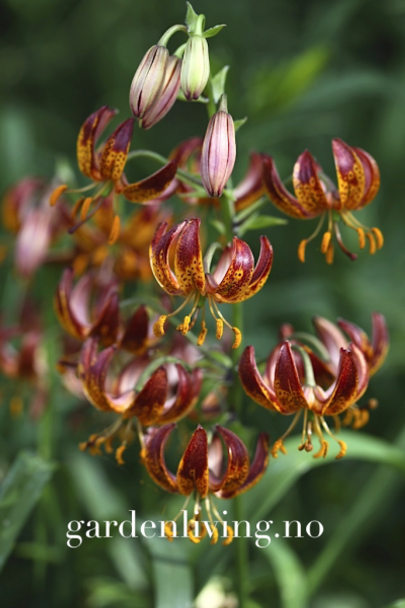 Martagonlilje  'Arabian Knight' - Lilium x martagon, 1 stk.