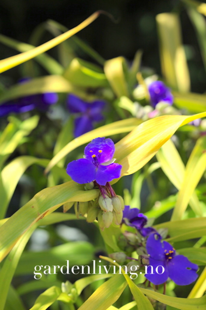 Blomstervandrer 'Sweet Kate' - Tradescantia - 1 stk