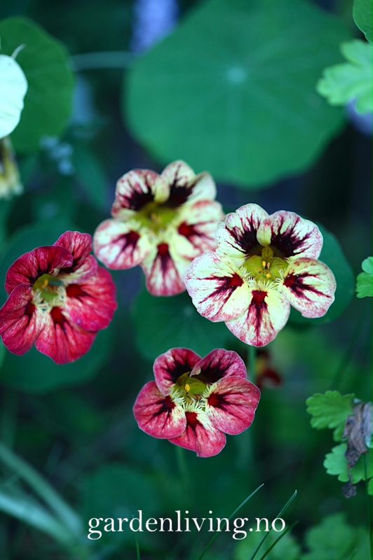 Blomkarse 'Bloody Mary' - Tropaeolum majus