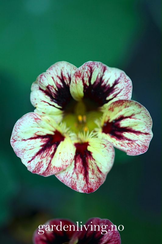 Blomkarse 'Bloody Mary' - Tropaeolum majus