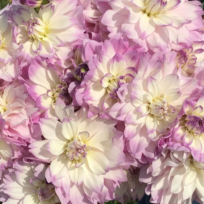 Georgine 'Mikayla Miranda’ - Dahlia x cultorum, 1 stk.